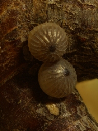 Foto af Hassel-pyramideugle (Amphipyra perflua) | Æg