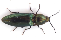 Foto af Kamhornet smælder (Ctenicera pectinicornis) | Hun