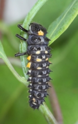 Foto af Øjeplettet mariehøne (Anatis ocellata) | Larve