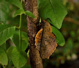 Foto af Kobberbrun spinder (Gastropacha quercifolia) | Hun