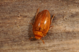 Foto af Noterus crassicornis (Noterus crassicornis)