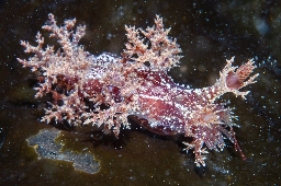 Foto af Kvastsnegl (Dendronotus frondosus) | Standardfoto