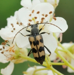 Foto af Seksbåndet blomsterbuk (Judolia sexmaculata) | Standardfoto