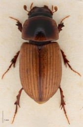 Foto af Aphodius sordidus (Aphodius sordidus) | Standardfoto