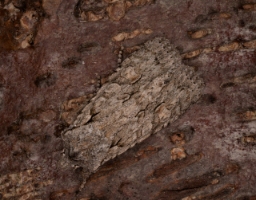 Foto af Egeknopugle (Lithophane ornitopus) | Han
