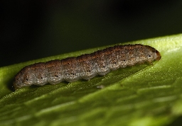Foto af Stolt landmand (Agrotis bigramma) | Larve