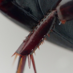 Foto af Ilybius quadriguttatus (Ilybius quadriguttatus) | Detalje