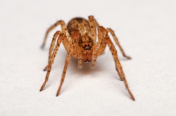 Foto af Summeedderkop (Anyphaena accentuata) | Hun