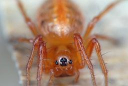 Foto af Hypsosinga heri (Hypsosinga heri) | Hun