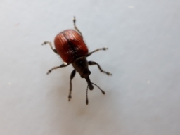 Foto af Tatianaerhynchites aequatus (Tatianaerhynchites aequatus) | Standardfoto