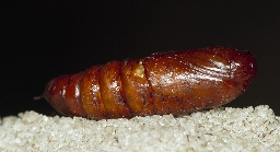 Foto af Kålugle (Mamestra brassicae) | Puppe