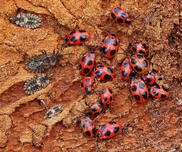Foto af Skarlagensvampehøne (Endomychus coccineus) | Standardfoto