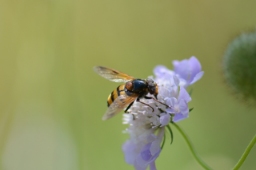Foto af Gul humlesvirreflue (Volucella inanis) | Han