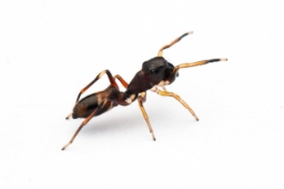 Foto af Myrmarachne formicaria (Myrmarachne formicaria) | Hun