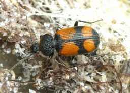 Foto af Stor korsløber (Panagaeus cruxmajor) | Standardfoto
