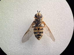 Foto af Stor buesvirreflue (Megasyrphus erraticus) | Hun