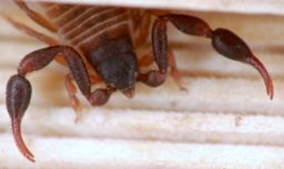 Foto af Hjælmeskorpion (Dactylochelifer latreillii subsp. septentrionalis) | Han