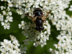 Foto af Sump-dyndflue (Eristalis obscura) | Hun