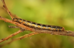 Foto af Mose-harlekin (Arichanna melanaria) | Larve
