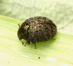 Foto af Lille ødebille (Cytilus sericeus) | Standardfoto