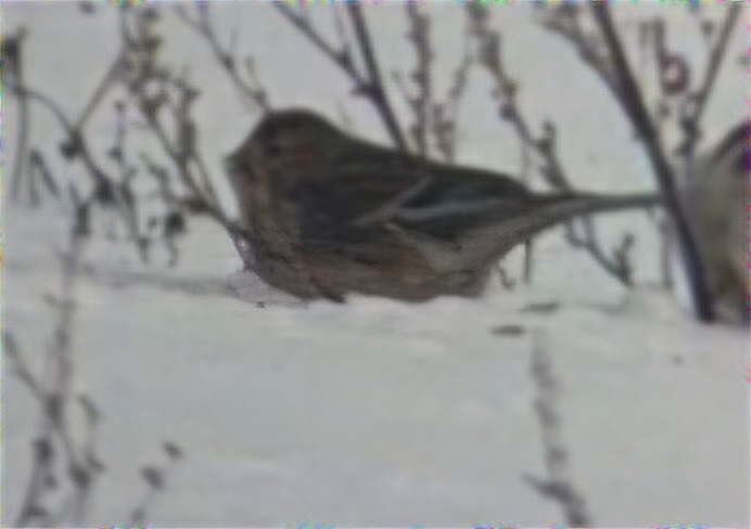 Twite (Linaria flavirostris), photo 7