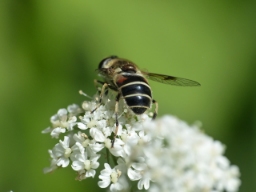 Foto af Sump-dyndflue (Eristalis obscura) | Hun
