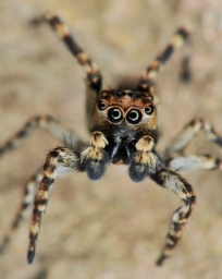 Foto af Murspringer (Attulus pubescens) | Han