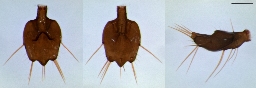 Foto af Bamazomus serendipitus (Bamazomus serendipitus) | Hannens flagel