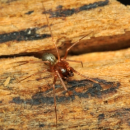 Foto af Midia midas (Midia midas) | Han