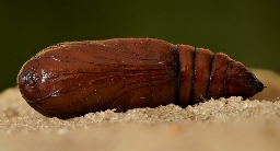 Foto af Rødhovedet overvintringsugle (Conistra erythrocephala) | Puppe