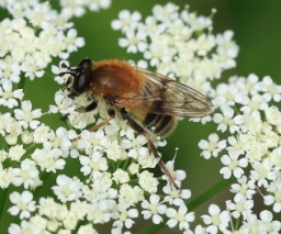 Foto af Bi-pelssvirreflue (Criorhina asilica) | Hun