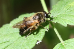Foto af Brun træsmuldsvirreflue (Brachypalpus laphriformis) | Hun