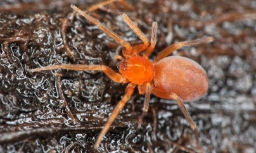 Foto af Rød vægjæger (Oonops domesticus) | Hun