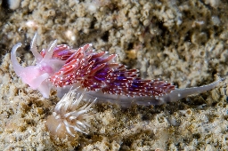 Foto af Facelina auriculata (Facelina auriculata) | Standardfoto