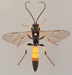 Foto af Ichneumon extensorius (Ichneumon extensorius) | Malcolm Storey 
