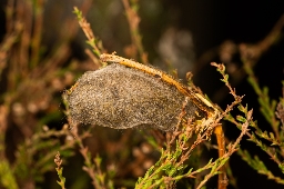 Foto af Hedenonne (Gynaephora fascelina) | Puppe