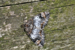 Foto af Jordbær-bladmåler (Dysstroma truncata) | Standardfoto