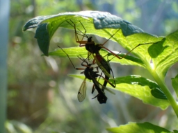 Foto af Tanyptera atrata (Tanyptera atrata) | Andet