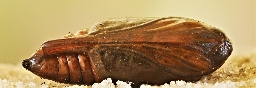 Foto af Kongelyshætteugle (Cucullia lychnitis) | Puppe