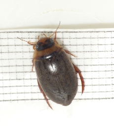 Foto af Rhantus suturellus (Rhantus suturellus) | Standardfoto