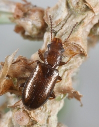 Foto af Brun grenbille (Sphaeriestes castaneus) | Standardfoto