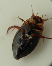 Foto af Rhantus suturellus (Rhantus suturellus) | Standardfoto