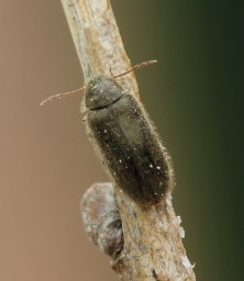 Foto af Hyperisus plumbeum (Hyperisus plumbeum) | Han