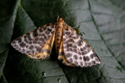 Foto af Mose-harlekin (Arichanna melanaria) | Hun