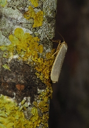 Foto af Eilema caniola (Eilema caniola) | Han