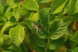 Foto af Engelskgræsglassværmer (Pyropteron muscaeformis) | Han