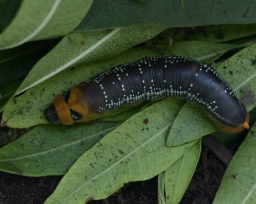Foto af Oleandersværmer (Daphnis nerii) | Larve