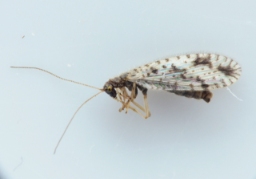 Foto af Micromus variegatus (Micromus variegatus)