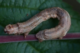 Foto af Birke-barkmåler (Ectropis crepuscularia) | Larve