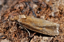 Foto af Hjortetrøstvikler (Phtheochroa inopiana) | Standardfoto